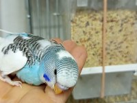 Yuvadan Yeni Çıkmış Muhabbet Kuşu Yavrularımız