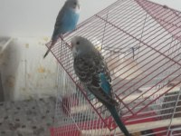 Yetişkin 3 Aylık Yavru Muhabbet Kuşlarım