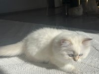 Show Seviye British Prenses