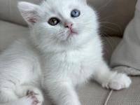 1 gözü mavi 1 gözü yeşil british