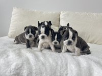 Üst düzey kalite renkli gözlü french bulldog yavrularım