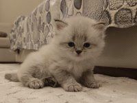 Böylesini Kedimiz Zor Bulursun