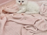 Safkan Beyaz Scottish Fold Erkek