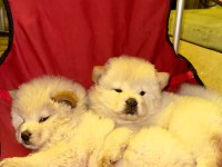 Orjinal ırkının nadir özellikleri mevcut çin aslanı