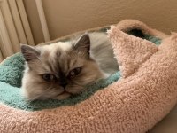 4 Yaşında, Kısırlaştırılmış, Dişi, Çipli, Chinchilla Kırması