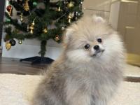 Orange üst düzey erkek pomeranian boo