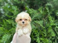 Mikro Baby Surat Maltipoo Bebekler