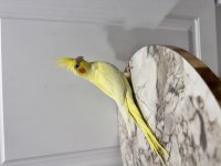 Sultan papağanı yavruları sahiplendirilecek (₺)