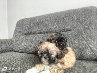Shih Tzu 2 Erkek Bebek