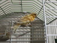 Seçmeli kanaryalar dişi ve erkek