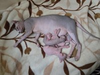 Şecereli annenin tatlı elf sphynx yavruları