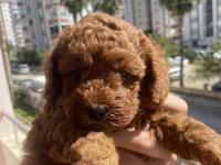 Safkan yavru toy poodle