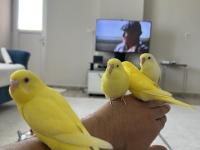 Muhabbet kuşu yavruları