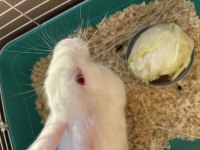 Yavru Tavşan Kafesi İle Birlikte