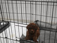 Orijinal toy poodle