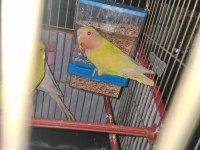 6 aylık cennet papağanı