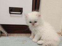 Scottish Fold Ve Scottish Straight Yavrularım