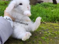 Beyaz Hollanda Lop Tavşan Yavrular