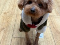 2 Yaşında Teddy Dişi Poodle