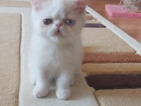 Old Eyes 2 Aylık Erkek Yavru Kedimiz