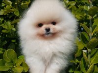 Pomeranian Boo Yavruları