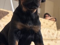 21 günlük olan doberman yavrularımız rezerveye açılmıştır