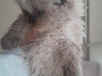 İran Kedisi Yavrularımız Rezerveye Açılmıştır