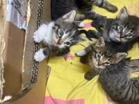 5 Yavru Kediye Ömürlük Yuva