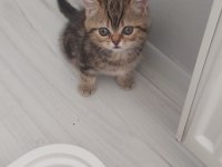Scottish fold kedimiz istanbul tuzla