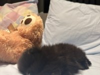 Siyah Nadir Renk Pomeranian