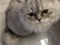 Sahibinden british longhair erkek kedi