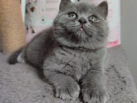 Ayı Surat British Shorthair Son Yavrumuz