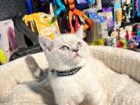 Show Boy Show Kalite British Shorthair Erkek