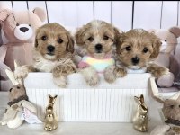 A kalite poodle ayarında maltipoo yavrularımız