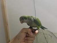 1.5 aylık full evcil oyuncu ele gelen monk papağanı