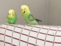 Uygun Muhabbet Kuşu