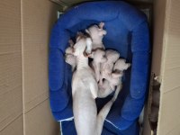 1 Aylık Sfenks Yavrular