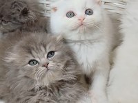 Longhair poncik bebek kedilerimiz