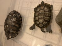 2 yaşındaki kırmızı yanak kaplumbağalar