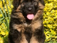 Alman çoban köpeği yavruları