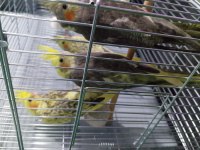 Yavru Sultan Papağanımız