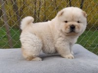 Pofuduk chow chow yavru köpeklerimiz