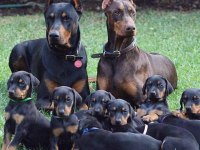 Eğitimli Doberman Yavruları Çiftlikten