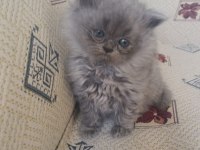 Oyuncu Uysal Yumak Kedimiz Yeni Yuvasını Arıyor