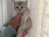 3 Yakışıklı British Shorthair Yavrumuz Oyuncu Ve Sevgi Dolular