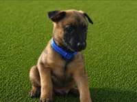 Şampiyon Malinois Yavruları Sağlık Ve Irk Garantili