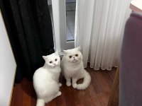 Anne British Shorthair, Baba Exotic Shorthair