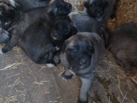 Orjinal Kangal Yavruları Sivastan