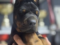 Avrupa’nın En İri European Doberman Yavruları