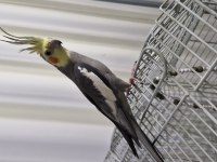 Sultan Papağanı Takım